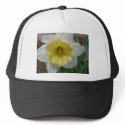 daffodil,white and yellow daffodil hats