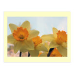 Daffodills Post Card