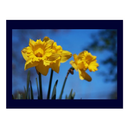 Daffodills Postcards