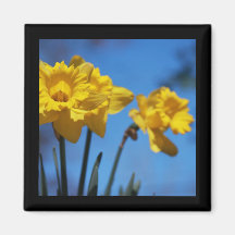 Daffodills Refrigerator Magnet