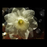 Daffodilly