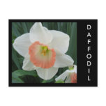 daffodils2, DAFFODIL Post Cards