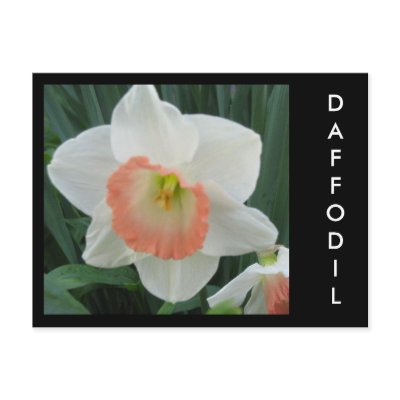Daffodils2, Daffodil Post Cards