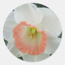daffodils2 round stickers