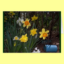 Daffodils 1 cards