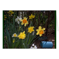 Daffodils 1 card
