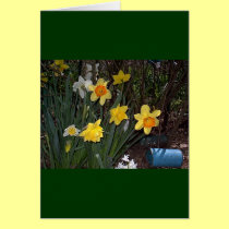 Daffodils 1 cards