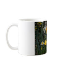 Daffodils 1 coffee mugs