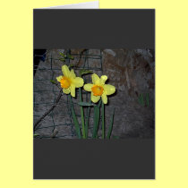 Daffodils 2 cards