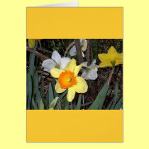Daffodils 3 cards
