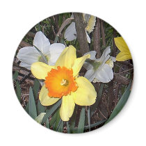 Daffodils 3 magnets by eelkat Daffodils 3 magnets