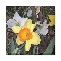 Daffodils 3 magnets by eelkat Daffodils 3 magnets
