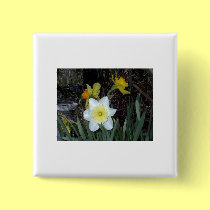 Daffodils 4 buttons