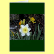 Daffodils 4 cards