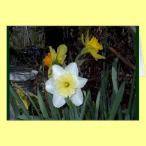 Daffodils 4 cards
