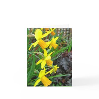 Daffodils and Birds Note Card card