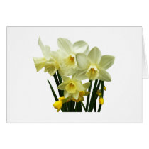 Daffodils and Buds cards