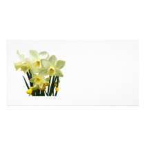 Daffodils and Buds photo cards