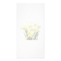 Daffodils and Buds photo cards