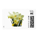 Daffodils and Buds Postage Stamps