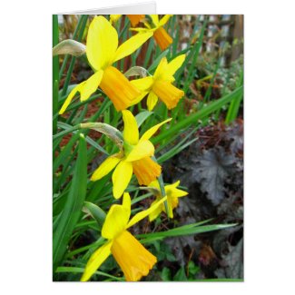 Daffodils and Cedar Waxwing Card card