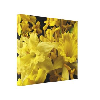 Daffodils and Forsythia Stretched Canvas Prints
