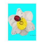 Daffodils and Ladybugs Post Cards