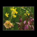 Daffodils and Lenten Roses Postcard