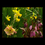 Daffodils and Lenten Roses Poster Print