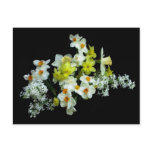 Daffodils and Lilacs Post Cards