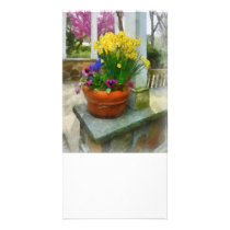 Daffodils and Pansies in Flowerpot photo cards