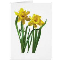 Daffodils At Attention Card