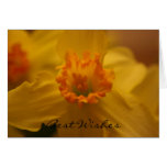 Daffodils Best Wishes Card