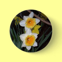 Daffodils buttons