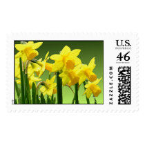 DAFFODILS by SHARON SHARPE postage by sharonsharpe DAFFODILS by SHARON SHARPE postage