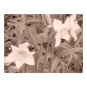 Daffodils Canvas posters