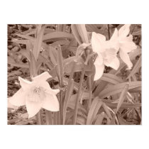 Daffodils Canvas posters