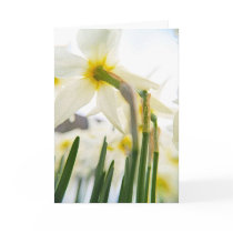 daffodils cards