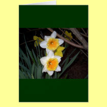 Daffodils cards