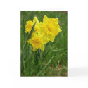 Daffodils Card