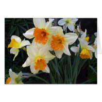 Daffodils cards