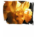 Daffodils Design Tank Tee Shirt by naturalilly Daffodils Design Tank Tee Shirt
