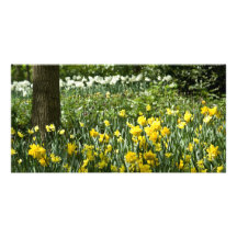 Daffodils DSC0803 Photo Greeting Card