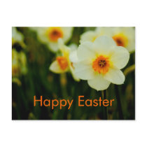 Daffodils  • Easter Postcard