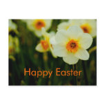 Daffodils  • Easter Postcard
