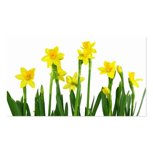 daffodils flower  business cards (back side)