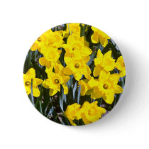 Daffodils  flowers pinback button