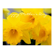Daffodils Flowers postcards