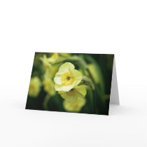 Daffodils Greeting Card | Grusskarte Osterglocken