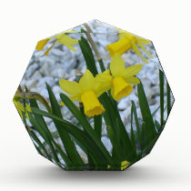 Daffodils Growing awards